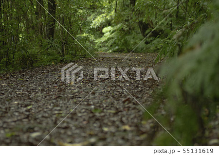 金作原原生林の道2 金作原原生林の道2 55131619