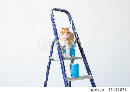 Repair, painting the walls, the cat sits on the stepladder. Funny picture with copy space 55131871