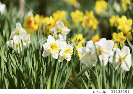 Beautiful nature in spring, fresh tree and floowers 135 55132591