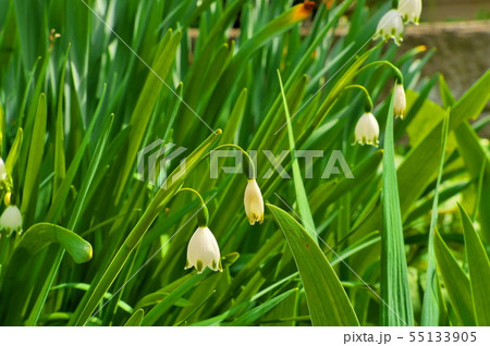 スノーフレーク 花 スノーフレーク 花 55133905