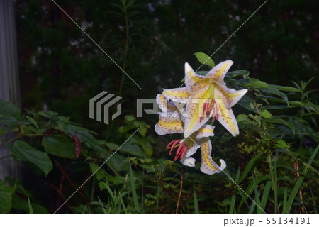 ゆり　4：59 55134191