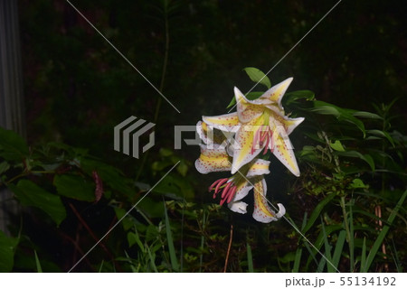 ゆり　3：29 55134192