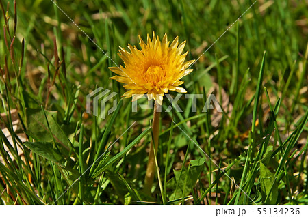 タンポポ　ウスジロシナノタンポポ 55134236