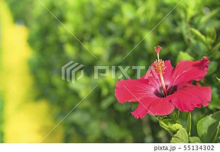 沖縄の那覇市のビーチに咲く赤いハイビスカスの花 の写真素材
