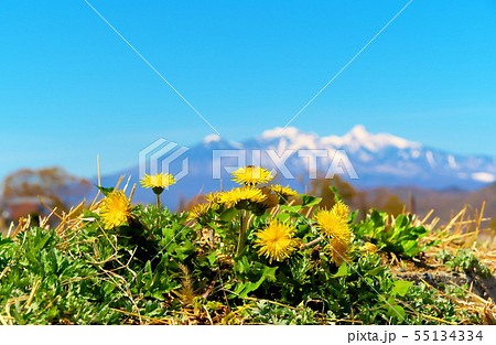 タンポポ シナノタンポポ タンポポ シナノタンポポ 55134334