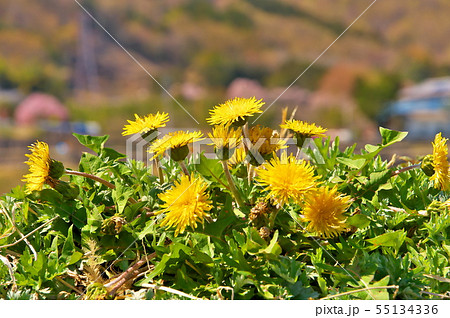タンポポ シナノタンポポ タンポポ シナノタンポポ 55134336