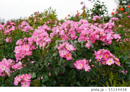 薔薇(シエスタ)さかき千曲川バラ公園 薔薇(シエスタ)さかき千曲川バラ公園 55134438