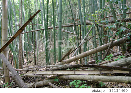 荒廃した竹林 55134460