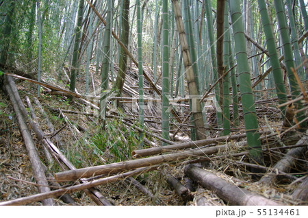 荒廃した竹林 荒廃した竹林 55134461