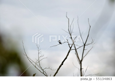 アメリカヤマセミ　バ－ナビ－レイク　ブリティッシュコロンビア州　　カナダ 55134863