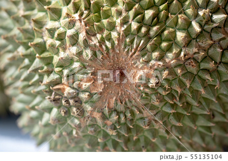 Malaysia famous fruits Blackthorn durian 55135104
