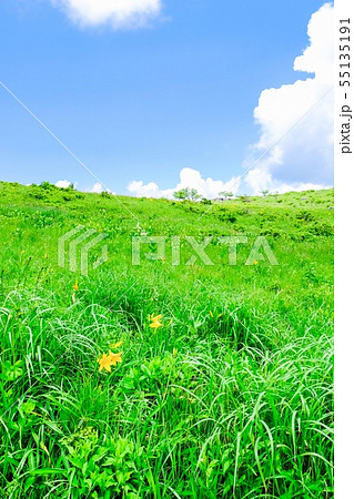 車山高原の風景 （夏）　 花：ニッコウキスゲ 55135191