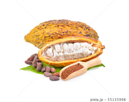cocoa bean with powder on white background cocoa bean with powder on white background 55135998