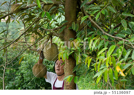 Farmer and Blackthorn durian tree. 55136097