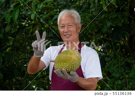 Farmer and musang king durian Farmer and musang king durian 55136136