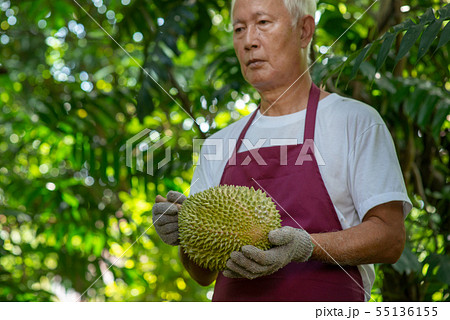 Farmer and musang king durian 55136155