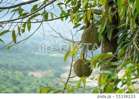 Blackthorn durian tree. 55136233