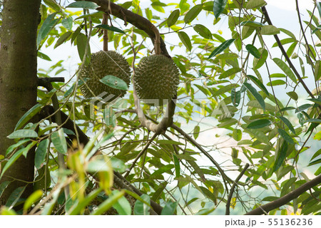 Blackthorn durian tree. 55136236