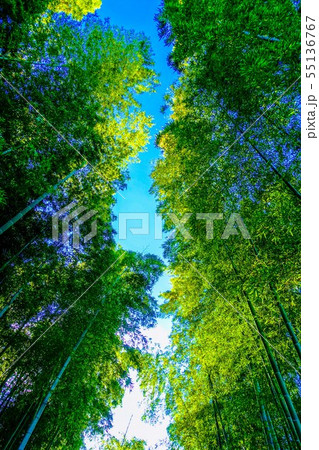 蘆花恒春園/芦花公園の竹林 蘆花恒春園/芦花公園の竹林 55136767