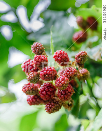 熟しつつあるブラックベリーの実 熟しつつあるブラックベリーの実 55136980