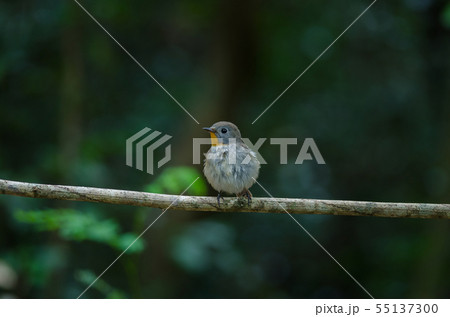 Red-throated Flycatcher (Ficedula albicilla) Red-throated Flycatcher (Ficedula albicilla) 55137300