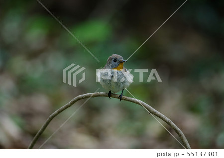 Red-throated Flycatcher (Ficedula albicilla) Red-throated Flycatcher (Ficedula albicilla) 55137301
