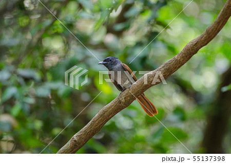Asian paradise flycatcher perching on a branch Asian paradise flycatcher perching on a branch 55137398