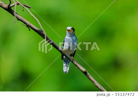 colorful bird Silver-breasted broadbil 55137472