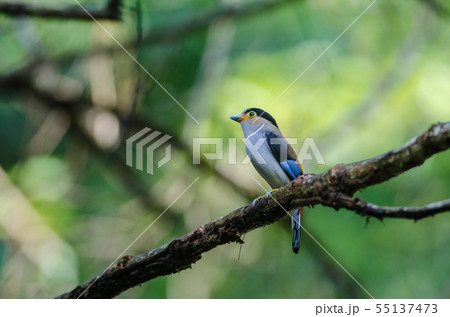 colorful bird Silver-breasted broadbil 55137473