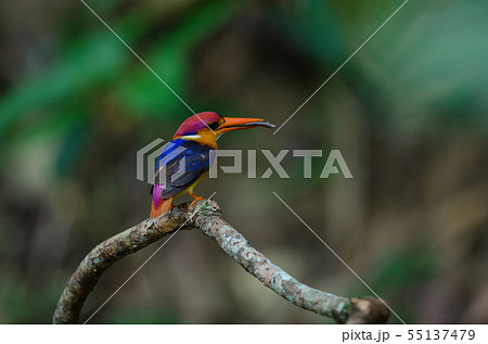 Black backed Kingfisher or Oriental Dwarf 55137479