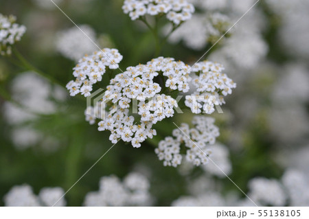 Mountain Yarrow Mountain Yarrow 55138105