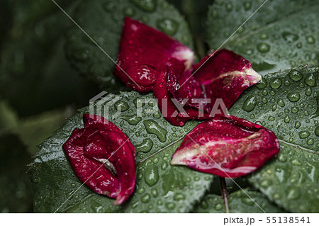 雨に濡れた薔薇の花びらの写真素材