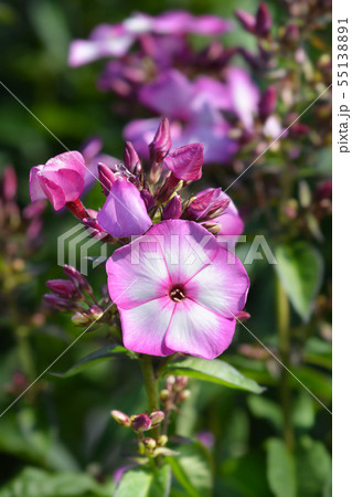Perennial phlox Amethyst Perennial phlox Amethyst 55138891