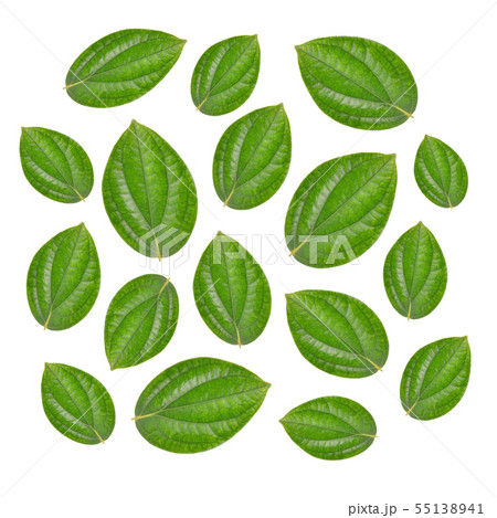 pepper leaf on white background 55138941