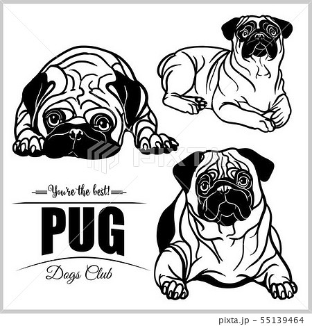 Pug Vector Set Isolated Illustration On White のイラスト素材
