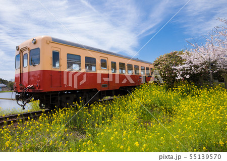 春の小湊鐡道 上総川間駅 55139570