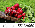 Organic fresh bunch of radish 55139660