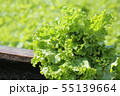 Organic fresh bunch of lettuce on wooden table 55139664