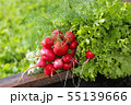 Bunch of radishes, dill and lettuce 55139666