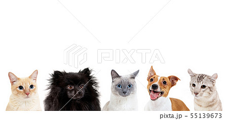 Collage of domestic animals with copy space over heads. 55139673