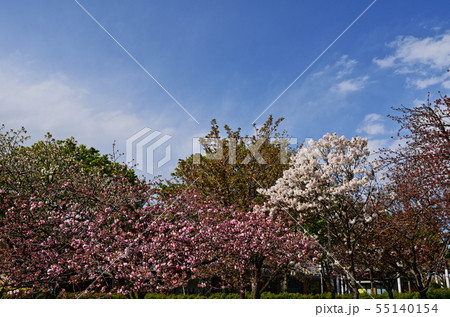 ヤエザクラ ヤエザクラ 55140154