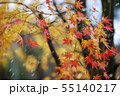 First snow falls on red leaves of maple 55140217