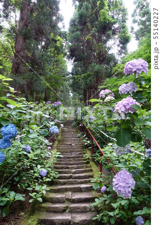あじさい参道 55140227