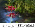 Licorice flower, in Japanese Higanbana 55140308
