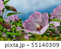 Hibiscus syriacus flower in a summer sunny day 55140309