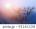 Lonely tree in mountains with sunlight  55141138