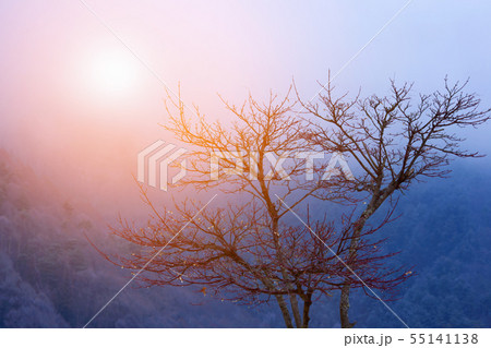 Lonely tree in mountains with sunlight  55141138