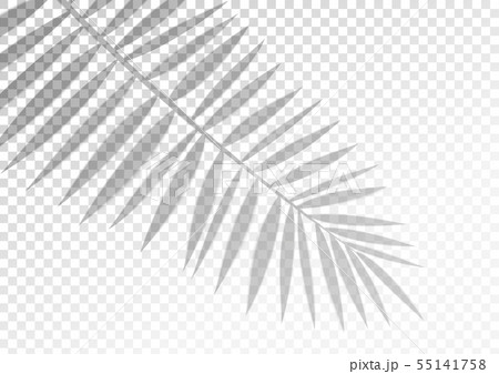 The transparent shadow overlay effect. Tropic leaf 55141758