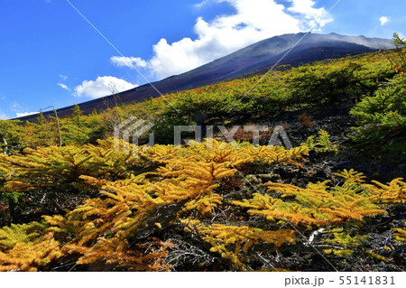 富士山五合目お中道御庭付近の紅葉のカラマツ林と山頂 富士山五合目お中道御庭付近の紅葉のカラマツ林と山頂 55141831