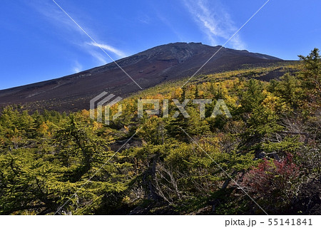 富士山五合目お中道御庭付近の紅葉のカラマツ林と山頂 富士山五合目お中道御庭付近の紅葉のカラマツ林と山頂 55141841